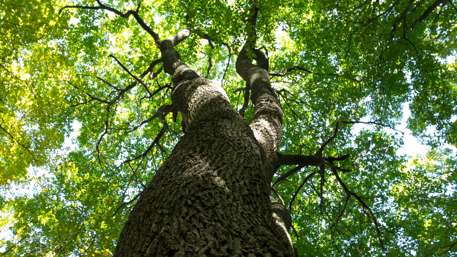 TreeBlock: Growth and Innovation from Foundation to Milestones